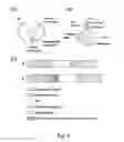 Fig. 08 - Modified latency associated protein construct