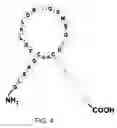 Fig. 05 - Natriuretic polypeptides