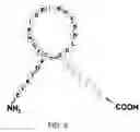 Fig. 06 - Natriuretic polypeptides