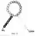 Fig. 12 - Natriuretic polypeptides