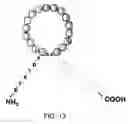 Fig. 14 - Natriuretic polypeptides