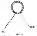 Fig. 15 - Natriuretic polypeptides