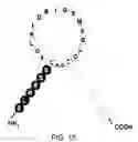 Fig. 16 - Natriuretic polypeptides