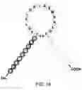 Fig. 17 - Natriuretic polypeptides