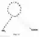 Fig. 18 - Natriuretic polypeptides