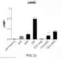 Fig. 22 - Natriuretic polypeptides