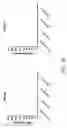 Fig. 27 - Natriuretic polypeptides