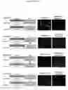 Fig. 07 - Antibody