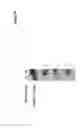 Fig. 07 - Humanized anti-Tau(pS422) antibodies and methods of use