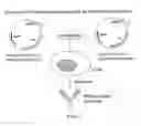 Fig. 03 - NOVEL HUMAN CONTROL ANTIBODIES AND USES THEREFOR