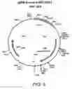 Fig. 10 - NOVEL HUMAN CONTROL ANTIBODIES AND USES THEREFOR