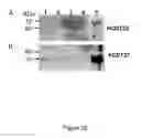 Fig. 29 - Antibodies directed against CD127