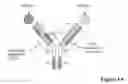 Fig. 02 - MULTISPECIFIC ANTIBODIES