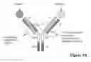 Fig. 03 - MULTISPECIFIC ANTIBODIES