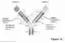Fig. 04 - MULTISPECIFIC ANTIBODIES
