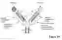 Fig. 05 - MULTISPECIFIC ANTIBODIES