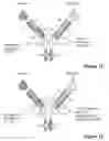 Fig. 06 - MULTISPECIFIC ANTIBODIES
