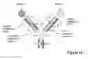 Fig. 07 - MULTISPECIFIC ANTIBODIES