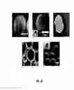 Fig. 12 - Anisotropic and amphiphilic particles and methods for producing and using the same