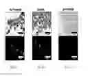 Fig. 22 - Anisotropic and amphiphilic particles and methods for producing and using the same