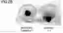 Fig. 03 - Wet gel and method of producing thereof