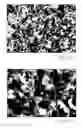 Fig. 08 - Carbon nanostructure preblends and their applications