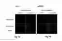 Fig. 04 - Application of reduced dyes in imaging