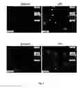 Fig. 06 - Application of reduced dyes in imaging