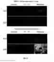 Fig. 06 - CELL CULTURE SUBSTRATE, MANUFACTURING METHOD THEREFOR, AND USE THEREOF
