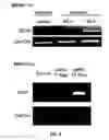 Fig. 07 - CELL CULTURE SUBSTRATE, MANUFACTURING METHOD THEREFOR, AND USE THEREOF