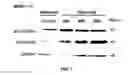 Fig. 08 - CELL CULTURE SUBSTRATE, MANUFACTURING METHOD THEREFOR, AND USE THEREOF