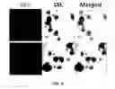 Fig. 09 - CELL CULTURE SUBSTRATE, MANUFACTURING METHOD THEREFOR, AND USE THEREOF