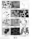 Fig. 11 - CELL CULTURE SUBSTRATE, MANUFACTURING METHOD THEREFOR, AND USE THEREOF
