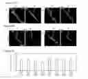 Fig. 04 - METHOD FOR CULTURING AND PATTERNING CELLS