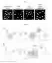 Fig. 03 - Methods for neural conversion of human embryonic stem cells