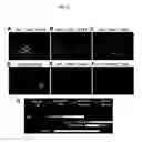 Fig. 15 - Methods for neural conversion of human embryonic stem cells