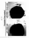 Fig. 32 - Methods for neural conversion of human embryonic stem cells