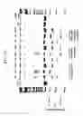 Fig. 30 - Intracellular genomic transplant and methods of therapy