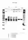 Fig. 31 - Intracellular genomic transplant and methods of therapy