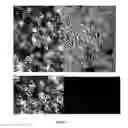 Fig. 02 - Platelet-rich plasma compositions and methods of preparation