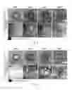 Fig. 03 - Mutant hemagglutinin complex protein, and method for culturing pluripotent stem cells using same