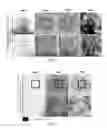 Fig. 04 - Mutant hemagglutinin complex protein, and method for culturing pluripotent stem cells using same