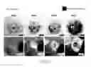 Fig. 13 - Mutant hemagglutinin complex protein, and method for culturing pluripotent stem cells using same