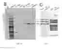 Fig. 06 - Compositions and methods for purifying recombinant adeno-associated virus