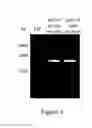 Fig. 04 - Agarase, composition containing the same, and application thereof