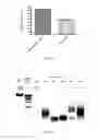 Fig. 03 - Method and system for microbial lysis using periodates
