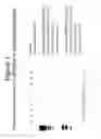 Fig. 02 - Rapid assembly of multiple arbitrary length DNA fragments