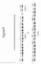 Fig. 06 - Rapid assembly of multiple arbitrary length DNA fragments