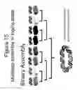 Fig. 16 - Rapid assembly of multiple arbitrary length DNA fragments