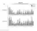 Fig. 08 - Methods and compositions for the specific inhibition of alpha-1 antitrypsin by double-stranded RNA